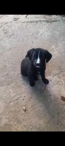 Doação de filhotes 
