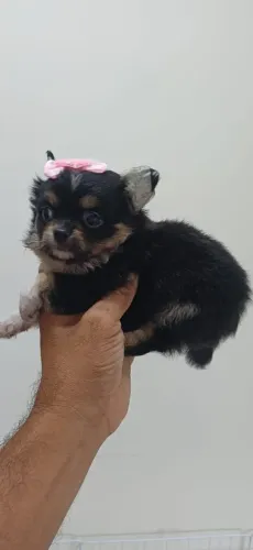Chihuahua fêmeas. E machos disponíveis