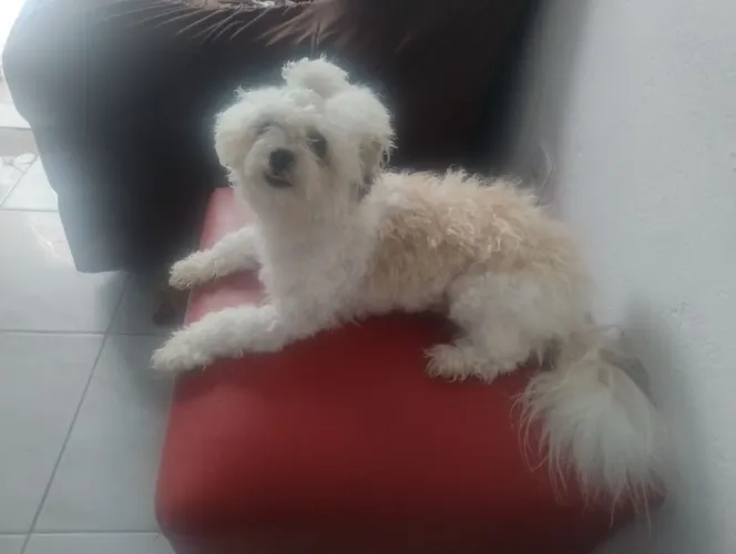 Shitzu fêmea 1 ano