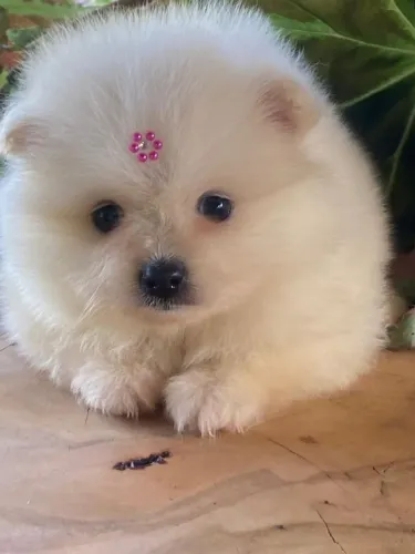 Spitz alemão anão fêmea $3.500,00