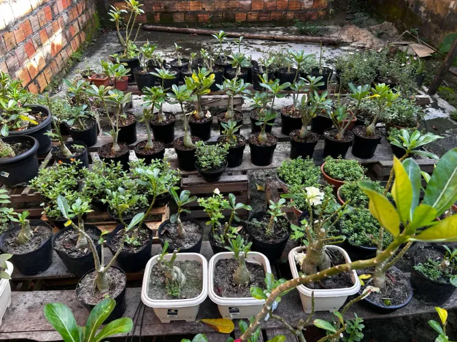 Plantas