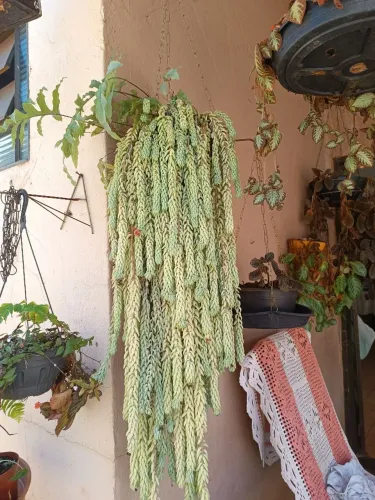 Suculenta pendente.