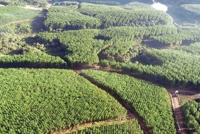 Floresta de Eucalipto madeira, 450 hec em patos de Minas R$:15.800.000.00