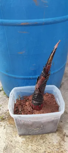 Vende se mudas de banana roxa da terra