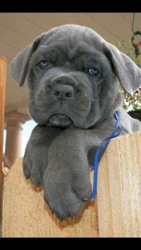 Cane Corso Machos e Femeas