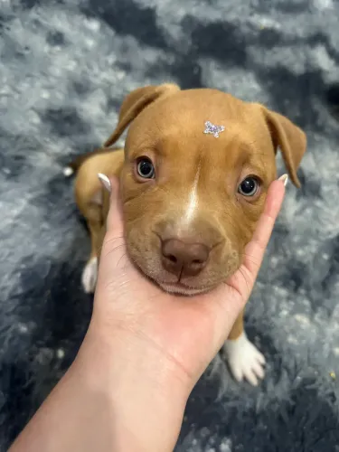 Cachorro American bully