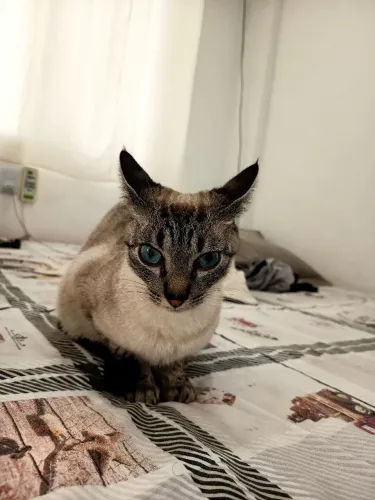 Doação Gata