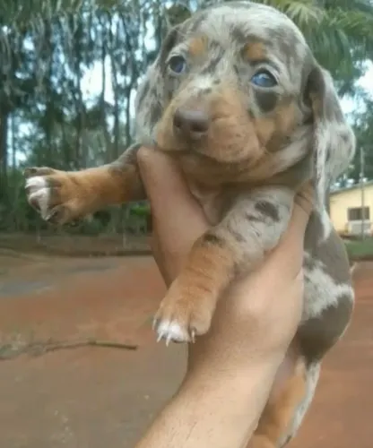 Basset admirável parcelinhas que cabem no bolso