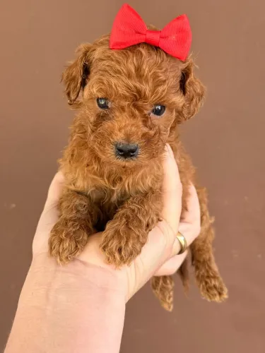 Poodle Toy Lindos Filhotes com Garantias