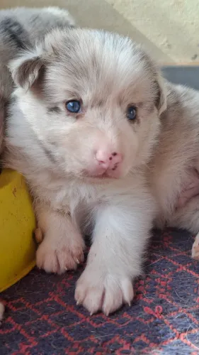Macho red merle