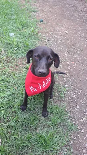 Cachorro para adoção 