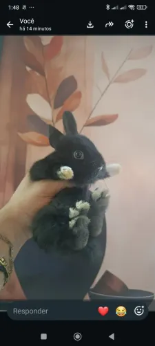 Mini Coelho filhote