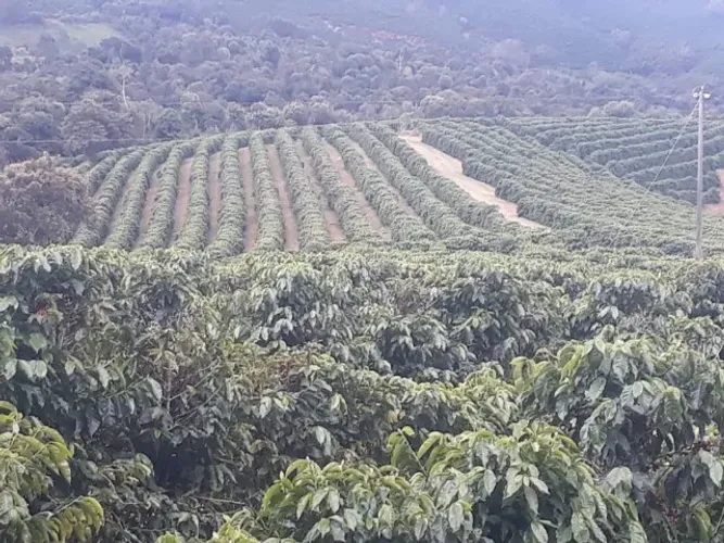 Fazenda 104 Alqueires 210 mil pés de café , 50 al pasto e 3 al eucalipto 