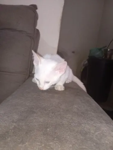 Gato jogada na rua de casa precisa de um lar 