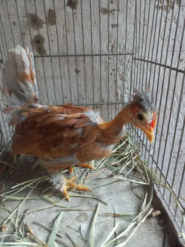 Galinha galinze exotica