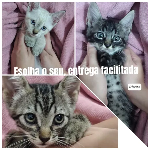 2 machos e 2 fêmeas para adoção(3 meses)