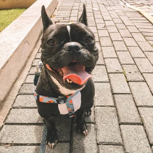 Vendo um buldogue francês de 1 ano lindo todo vacinado