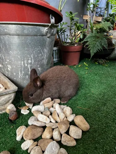Coelho Anão Netherland Dwarf
