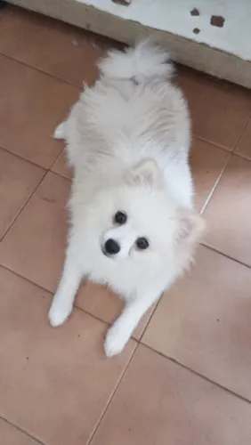 Lindo spitz alemão macho