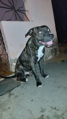 Doa-se cachorro