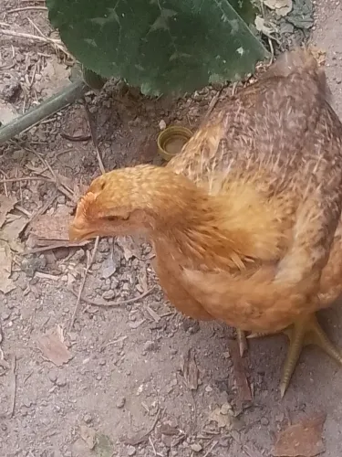 Vendo um frango e 8pinto grandinho já