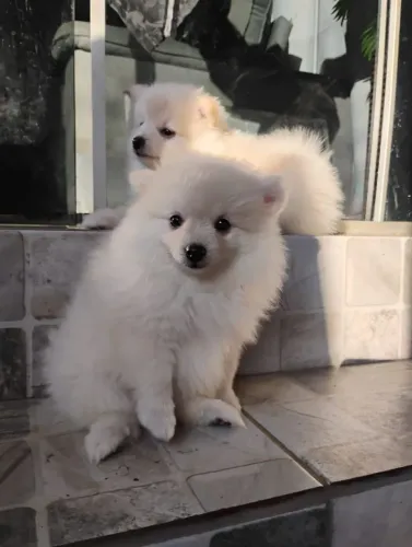 Lulu pomerana fêmea anã 