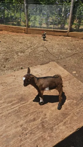Mini Cabra/ lindos animais 