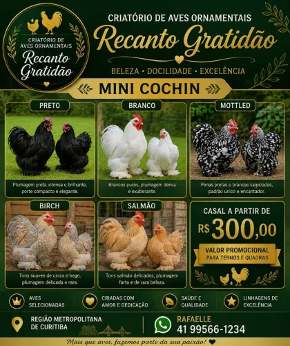 Galinha Ornamental da Raça Mini Cochin