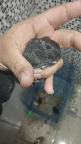 Gerbil adulto dois doação e dois a venda
