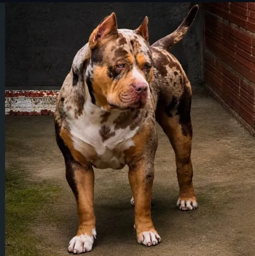 Filhotes de American Bully XL