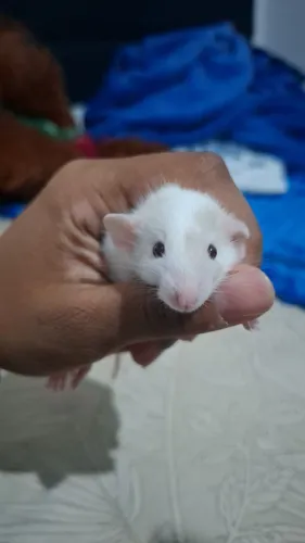 rato Twister