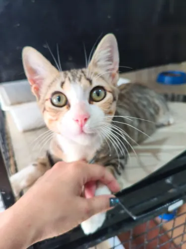 Gatinho para adoção responsável 