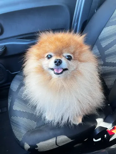 Lulu da pomerânia 