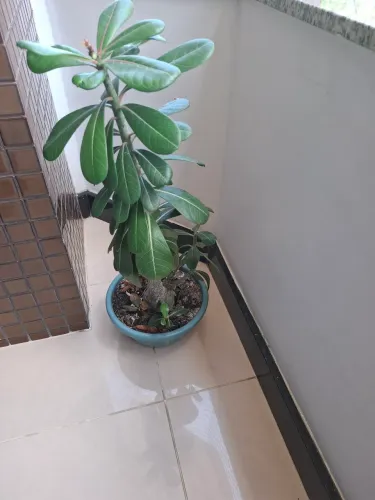 Rosa do Deserto