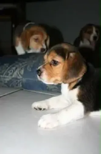 Beagle de qualidade