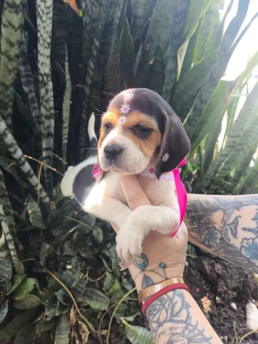 Beagle pequeno investigador da casa