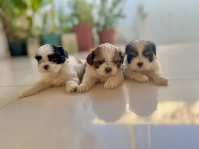 FILHOTE DE SHIHTZU MINI