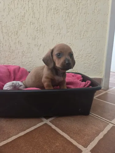 Filhote de cachorro Salsicha / dachshund