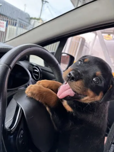 Rottweiler Essa fofura merece seu próximo olhar