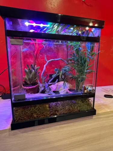 Vendo terrário com iluminação