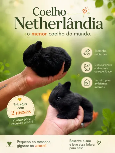 Coelho netherland 