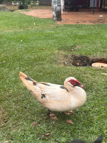 Pato