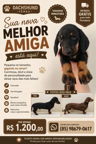 DACHSHUND MINIATURA FÊMEA DISPONÍVEL