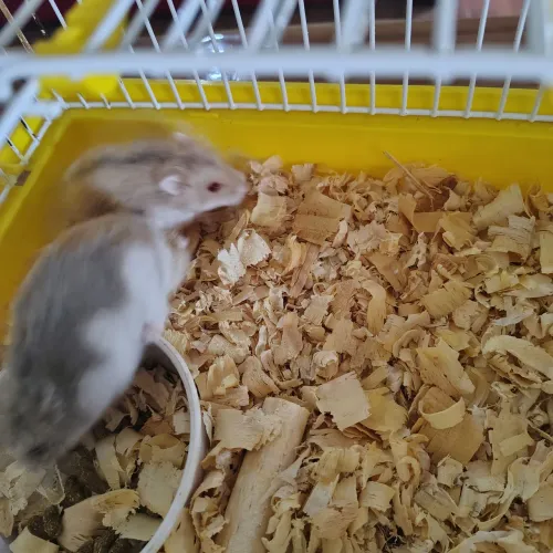 Hamster