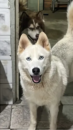 Huskies siberianos