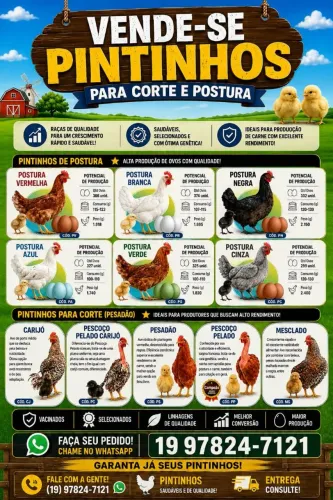 Vende-se pintinhos ovos colorido e para corte