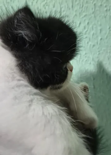 Gato Exotic Shorthair. (Persa pelo curto) 