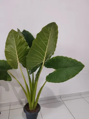 Planta orelha de elefante