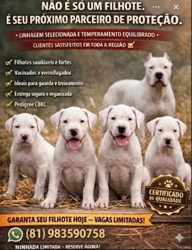 Dogo argentino 