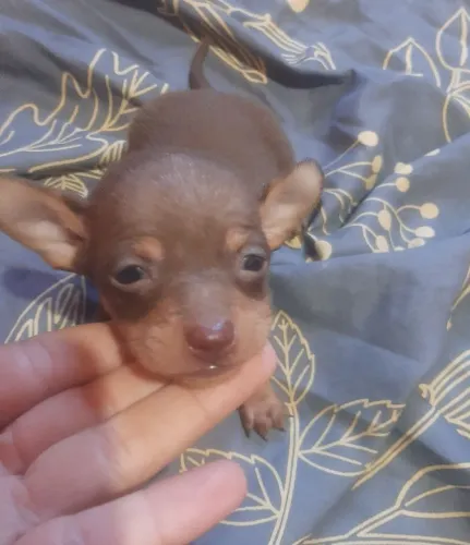 Pinscher fêmea e macho disponível